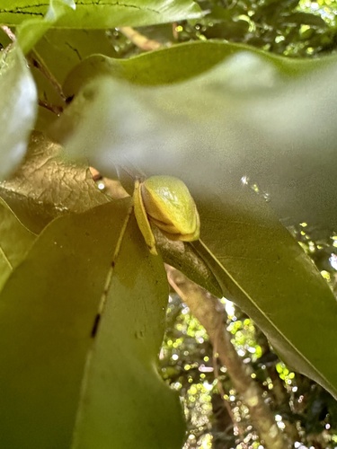 Meiogyne cylindrocarpa, photograph 5