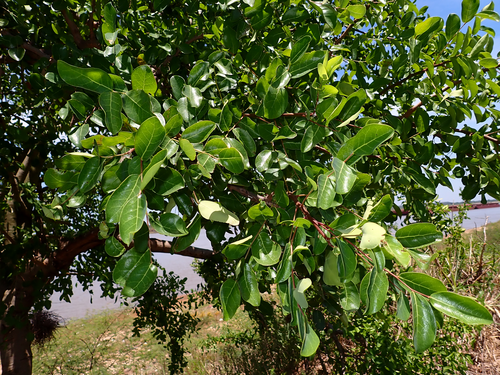 Phyllanthus chacoensis, photograph 5