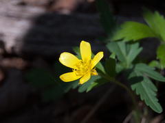 Ranunculus hispidus