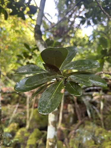Psychotria mariana observed 2025-01-30