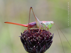 Odontoxiphidium apterum