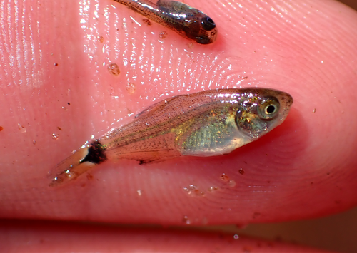 Spotfin tetra (Serrapinnus calliurus) — Characidae — 2