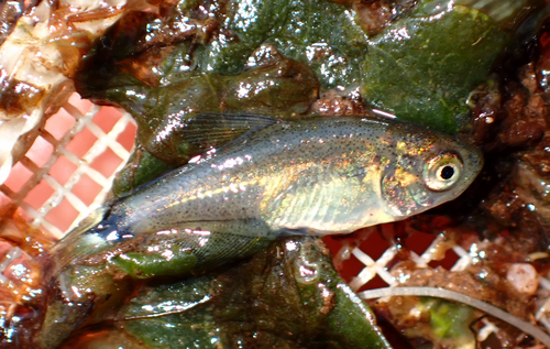 Spotfin tetra (Serrapinnus calliurus) — Characidae — 3