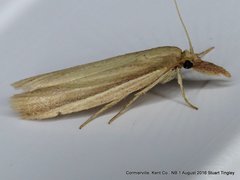 Peoria gematella