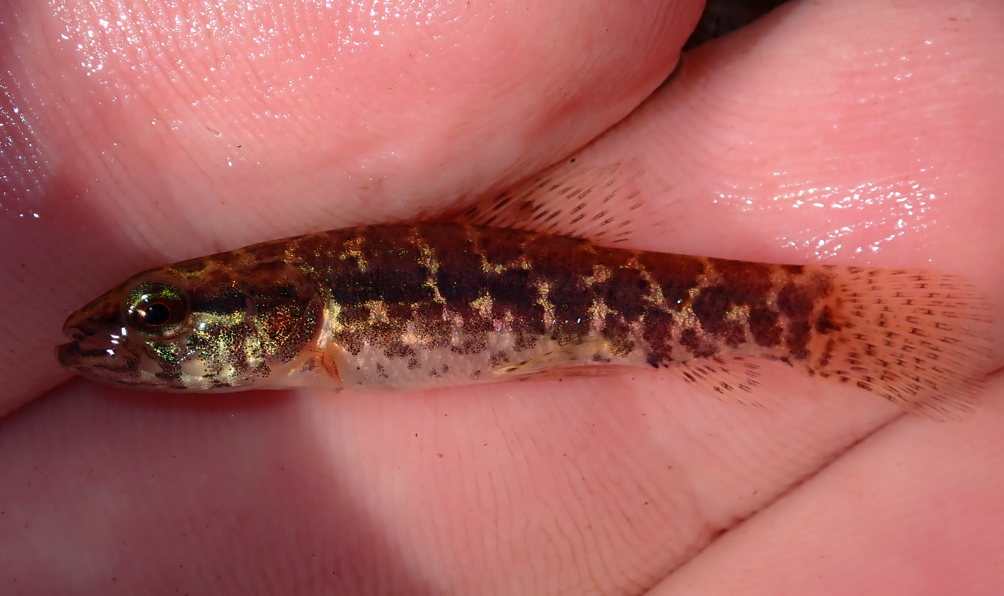 Snakeskin Wolffish photo 4