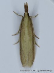 Peoria gematella