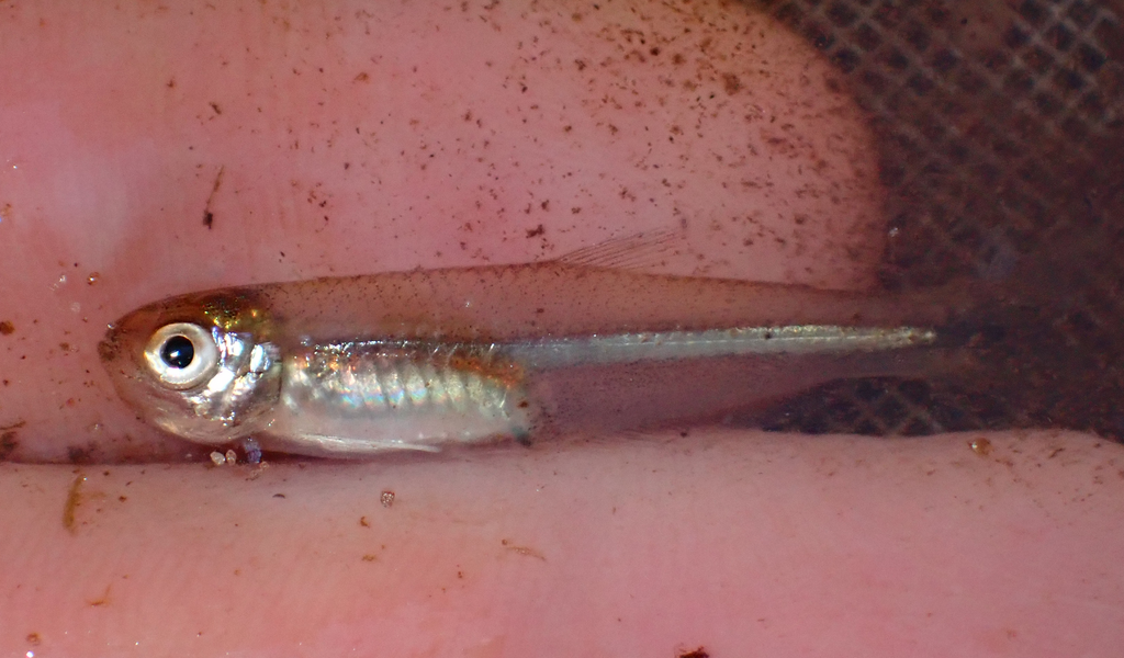 Aphyocharax alburnus
