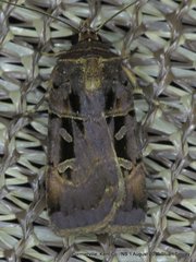 Pseudohermonassa tenuicula