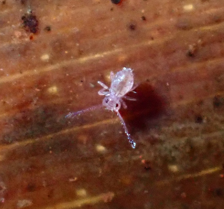Ptenothrix dalii