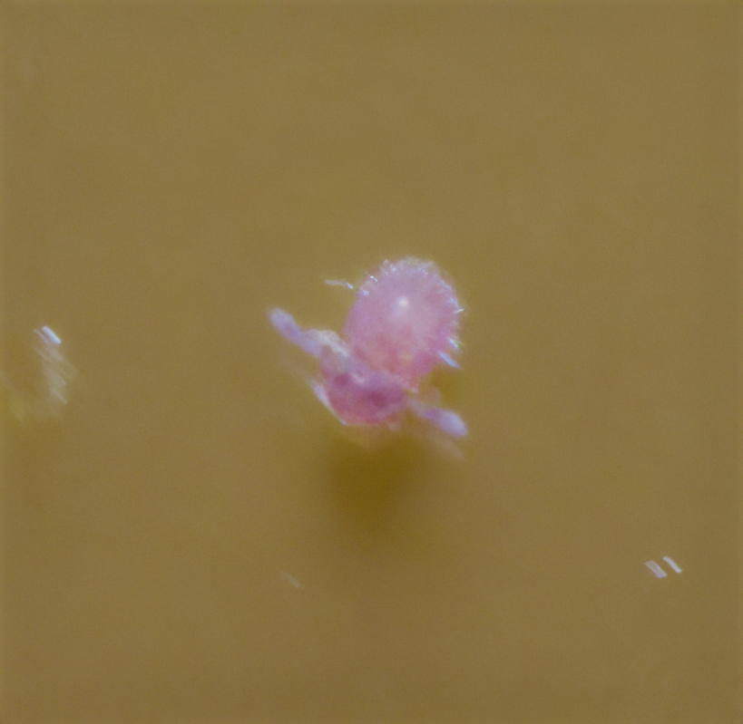 Sphaeridia fluminensis
