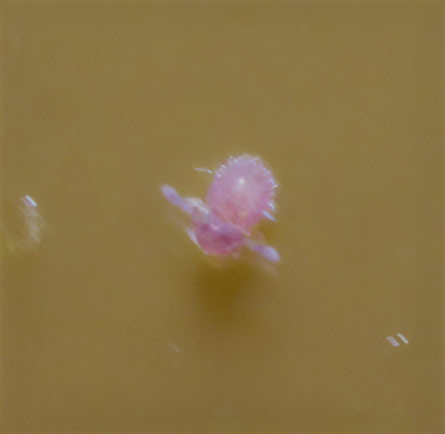 Sphaeridia fluminensis