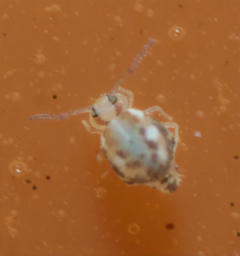Prorastriopes cingulus