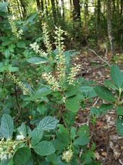Clethra tomentosa