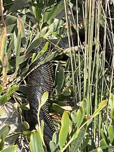 Diamond Python sighting