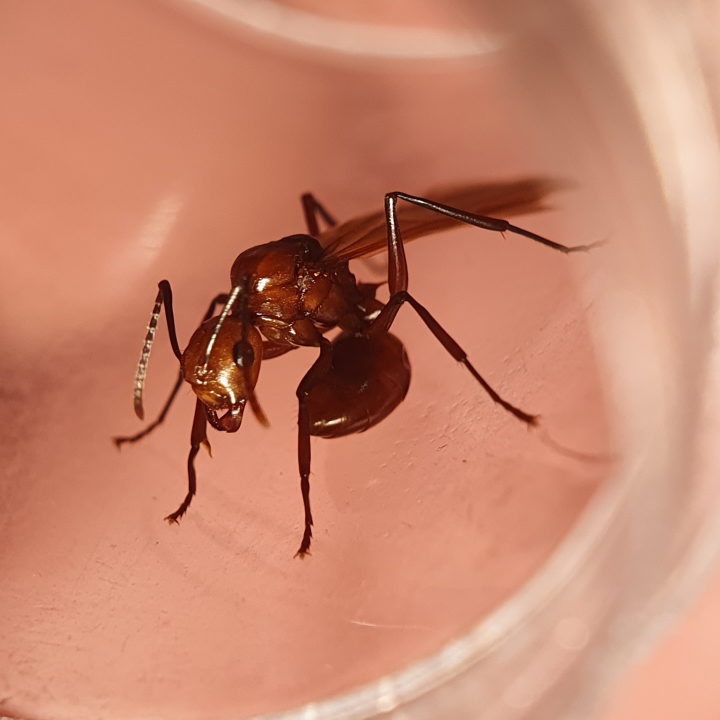 Polyrhachis solmsi