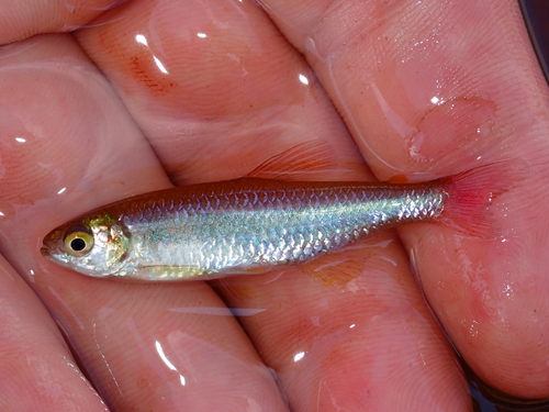 Paraguay tetra (Aphyocharax dentatus) — Characidae