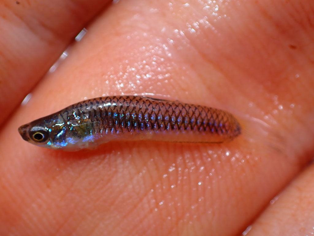 Holland's Toothcarp