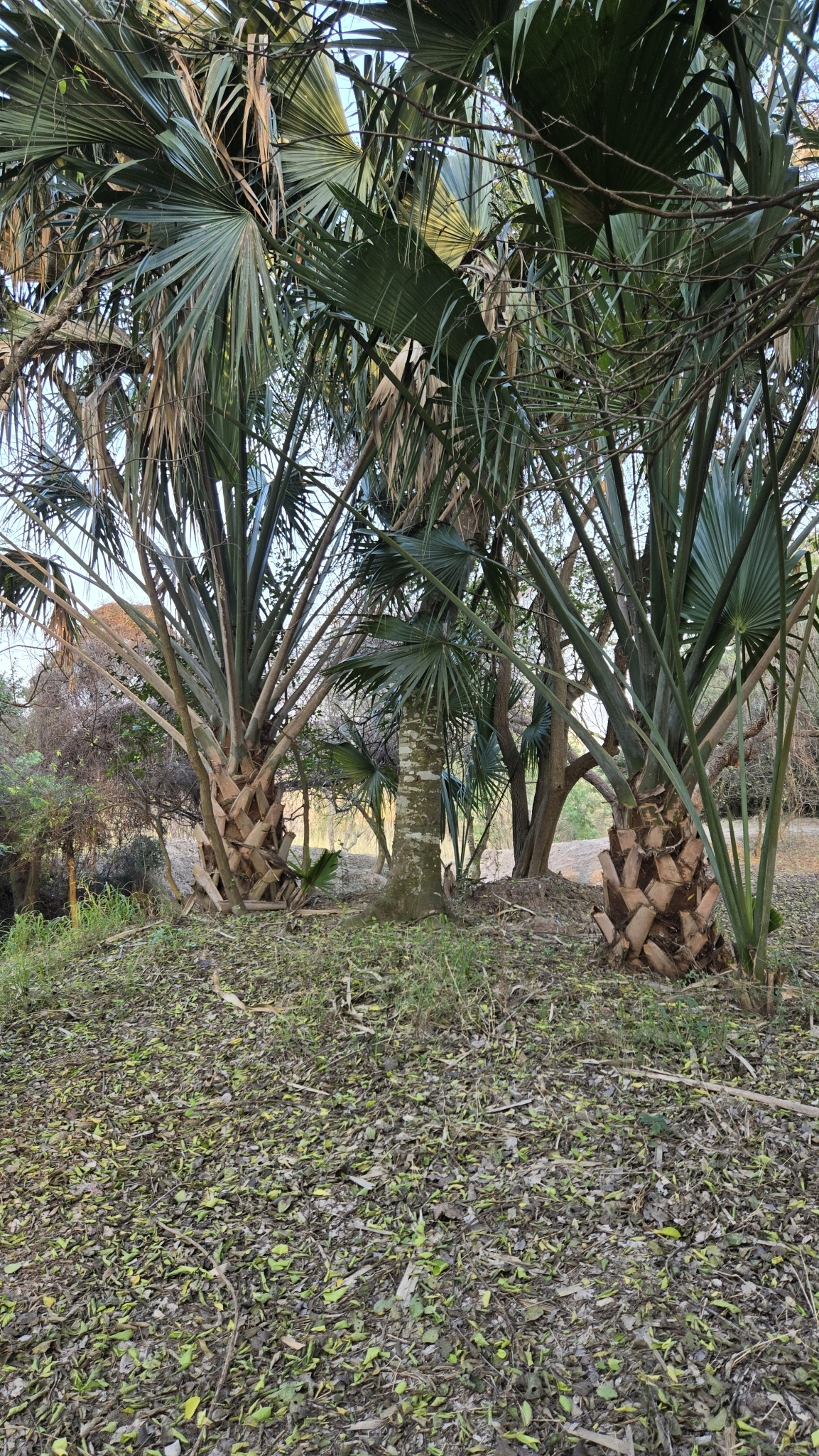 Imagem de Palmeira-mexicana