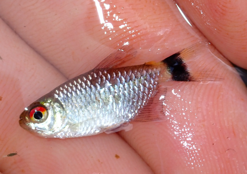 Red eye tetra (Moenkhausia sanctaefilomenae) — Characidae — 3