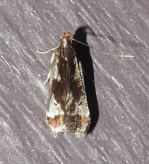 Dichomeris ochripalpella