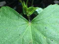 Spananthe paniculata