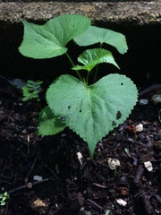 Spananthe paniculata