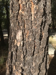 Pinus leiophylla