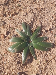 Albuca secunda
