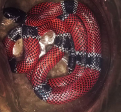 Micrurus dumerilii carinicauda