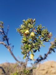 Diospyros ramulosa