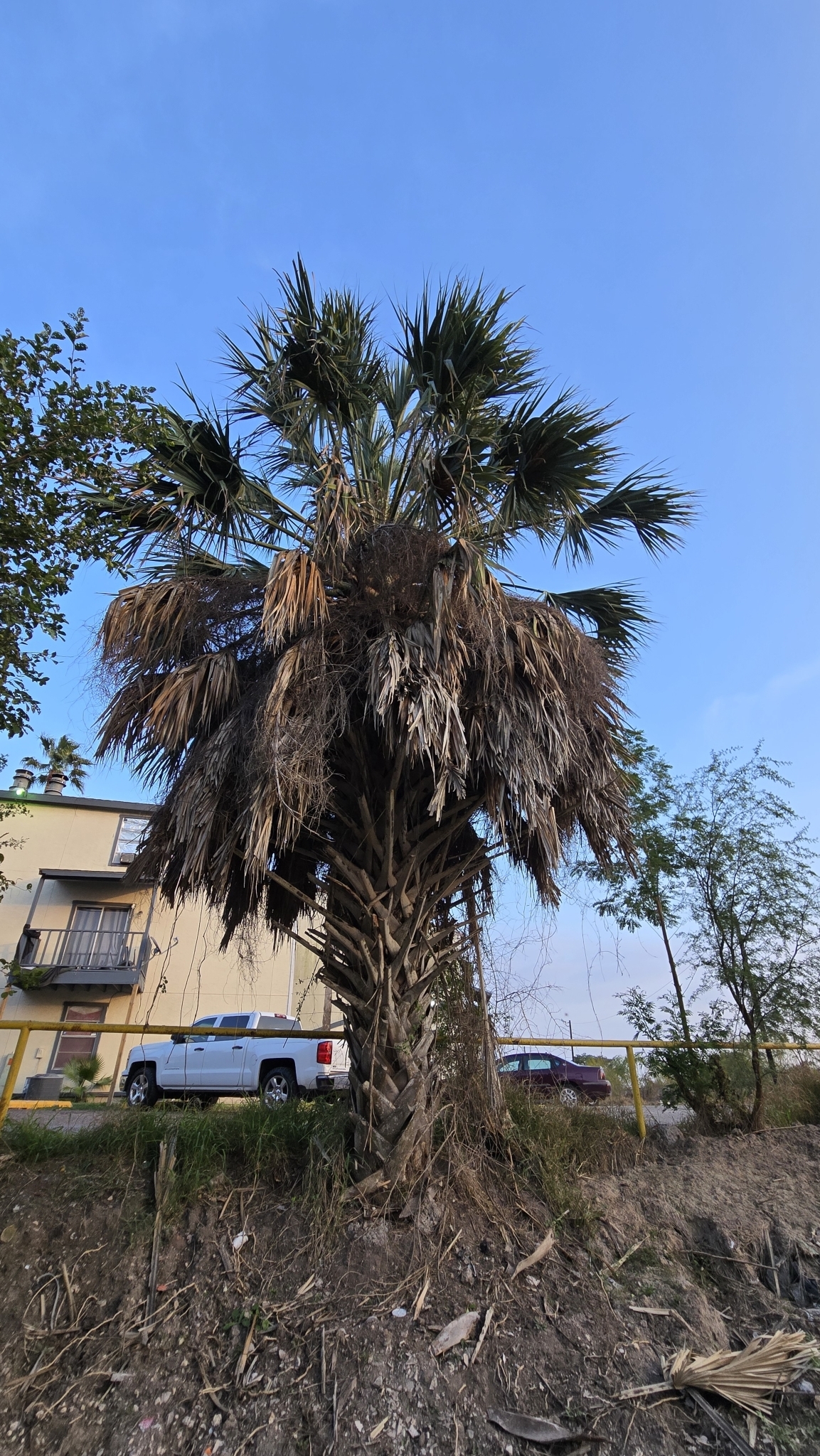 Imagem de Palmeira-mexicana