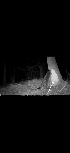 American Beaver photographed in Florida