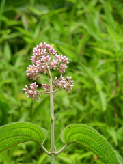 Miconia subcrustulata