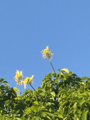 Caryocar costaricense - Flowers