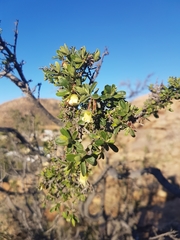 Diospyros ramulosa