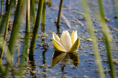 Nymphaea tetragona