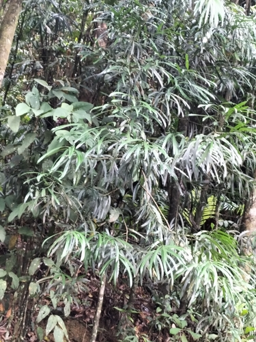 Image of Podocarpus grayae by (c) Matthew Borella, some rights reserved (CC BY)