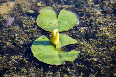 Nymphaea tetragona