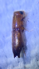 Platypodinae