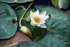 Nymphaea tetragona