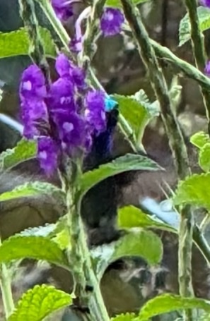 Charming Hummingbird (Polyerata decora), photo 10