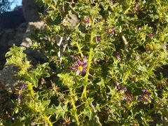 Solanum humile