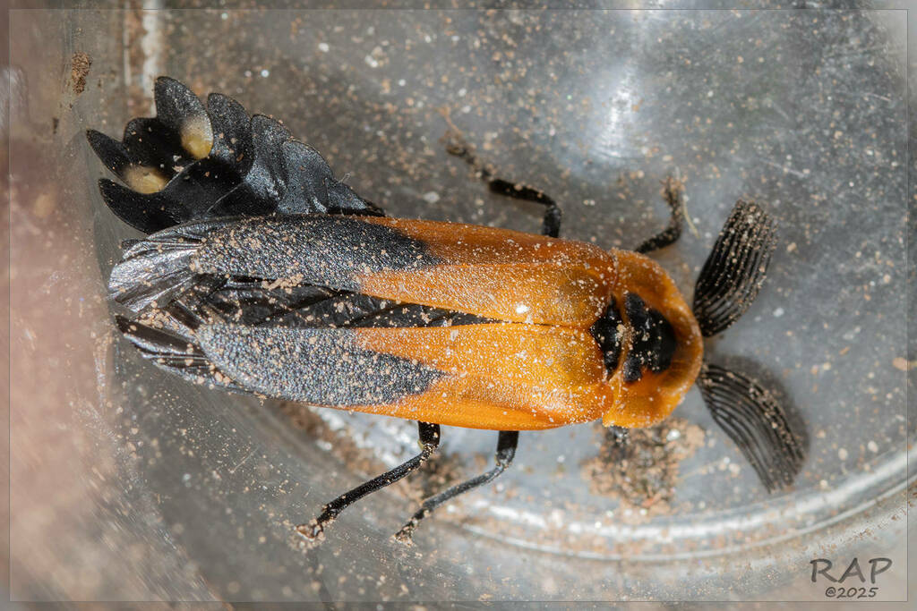 Dodacles attenuata