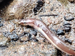 Stripesnout False Moray photo 2