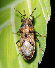 Phlegyas abbreviatus