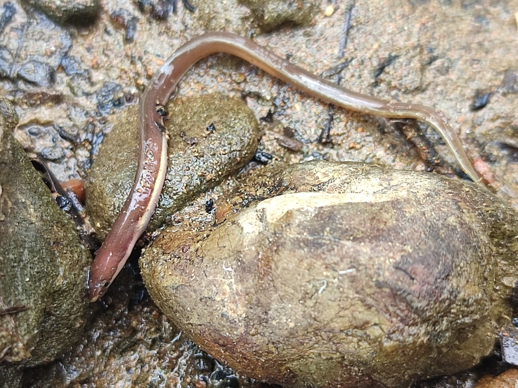 Stripesnout False Moray