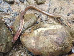 Stripesnout False Moray photo 1