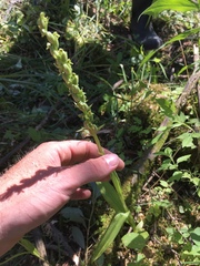 Platanthera huronensis