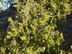 Solanum humile