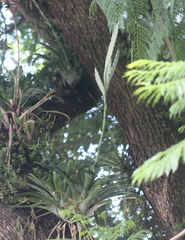 Tillandsia heterophylla